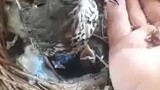 Membantu Induk Burung Memberi Makan Anaknya