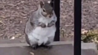 国外网友们的意外发现：自家后院的松鼠们过得是真滋润啊...