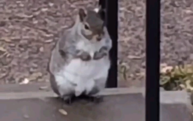 Unexpected discovery by overseas netizens: The squirrels in their own backyards are living the good 