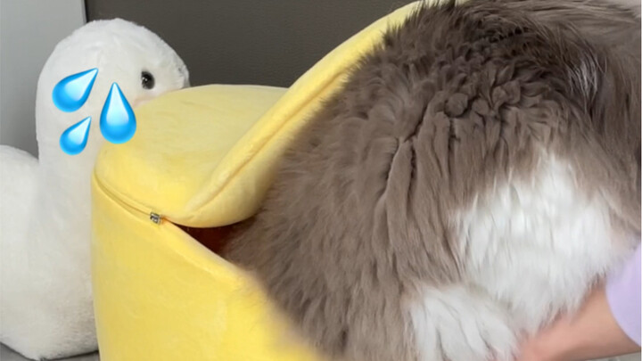 Kucing kecil seberat sepuluh kilogram saja harus dipaksa masuk ke dalam kotak kucing supaya bisa mas