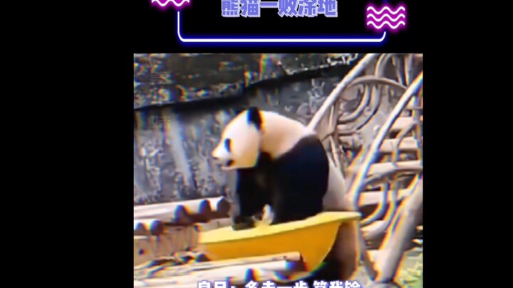 Cả chuỗi động tác này thật mượt mà êm ái～# Gấu Trúc # Gấu Trúc Lớn Lương Nguyệt # Chẳng lẽ chú gấu t