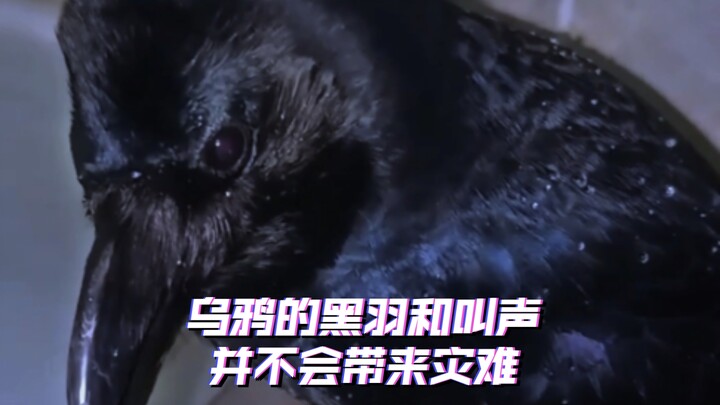 The raven’s black feathers and cries do not bring disaster.