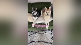 We’re getting Skye and Copper ready ... 3 months to go 😬😬 LearnOnTikTok dogsoftiktok pregnancyjourn