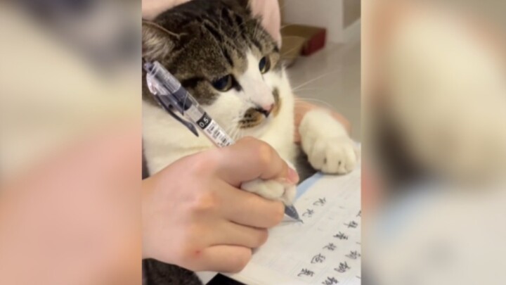 Kucing: Kamu mau nggak makan kue kucing?