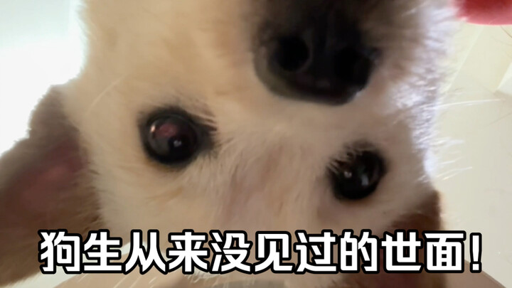 พาน้องหมาไปสำรวจสถานที่ในบ้านที่มันไม่เคยเห็นมาก่อน ความอยากรู้อยากเห็นของน้องหมาถูกเติมเต็มสุดๆ!