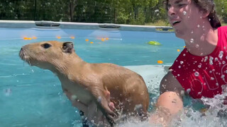 الحياة جيدة، والموت أيضًا لا بأس به! — كابيبارا