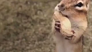 العلاقة الروحية بين الآنسة الصغيرة وسنجاب الجوز