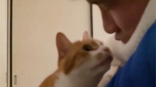 Kucing Pemalu