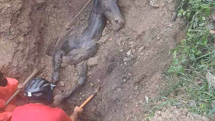 Tentang kuda ini, saya tidak ingin tahu bagaimana ia menyelamatkannya, saya hanya ingin tahu bagaima