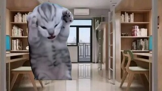 【Meme mèo】Về vụ nổ ở trường tôi vào đêm trước Tết Thanh Minh