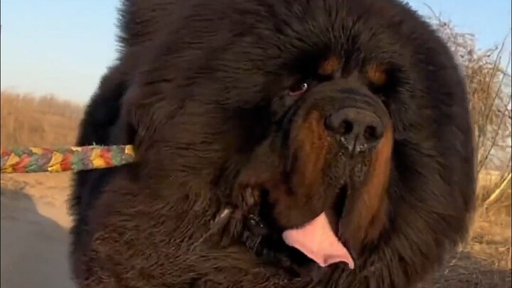 Fun Facts About Tibetan Mastiffs