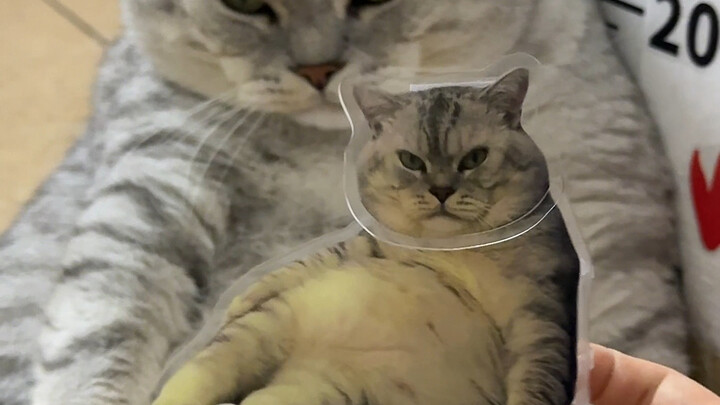 Phiên bản thu nhỏ của Đại Tráng do cô ruột tặng