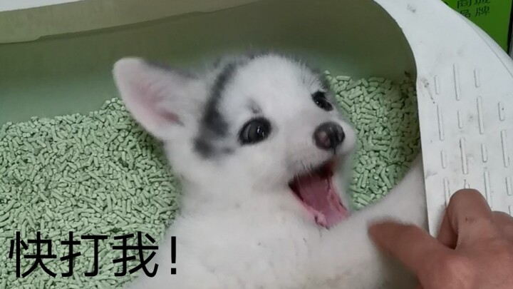 ไต้เสี่ยหู แม่ฉันไม่ตีฉันมาหนึ่งวันแล้ว