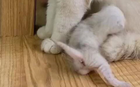 พอคุณพ่อแมวพาลูกแล้วไม่มีความอดทน ขำตายเลย! ภรรยาสุดยอดไปเลย