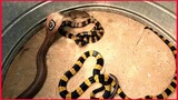 The World Most Venomous Snake.