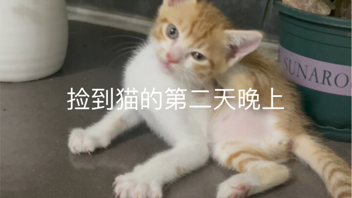 Ngày thứ hai sau khi nhặt được mèo
