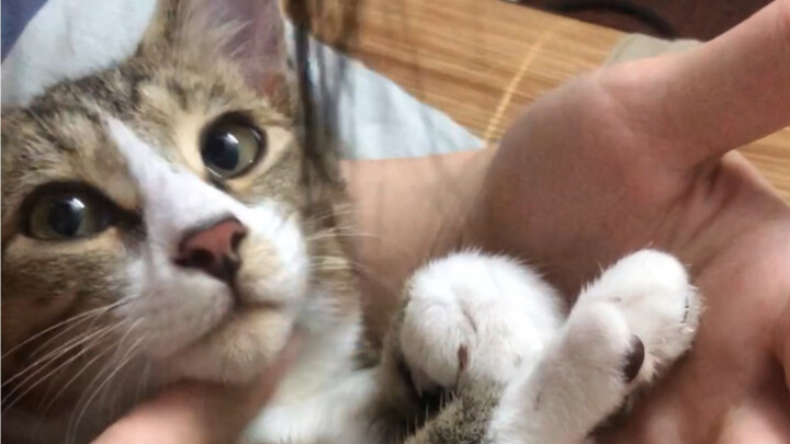 Nhặt được hai anh em mèo mướp siêu hung dữ đã 3 tháng rồi! Lần đầu tiên anh trai thân thiết với mình