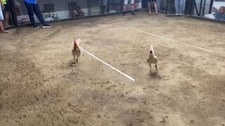 na unahan nokis natin mga ka alvars, sinamahan tayo ng malas hehehe Loss