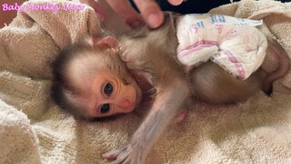 Newborn Baby Monkey Scare Of Big Rain
