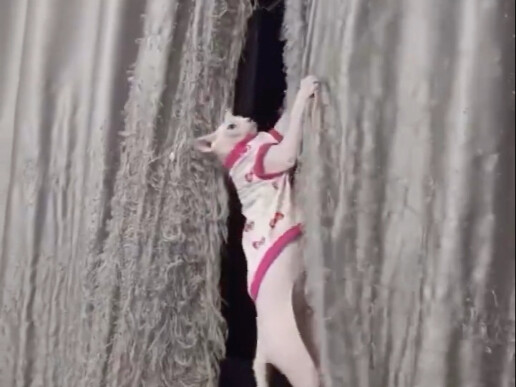 Kapan saja! Konon mengasah cakar kucing itu sama seperti orang mematahkan sendi?