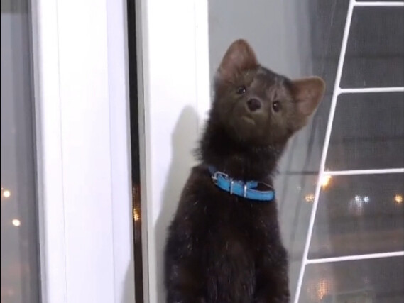 พังพอนสีม่วงที่ชอบดูความวุ่นวาย