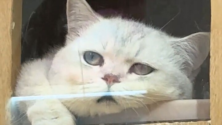 [Animal Voiceover] What? Even cat cafés are now subject to performance evaluations?
