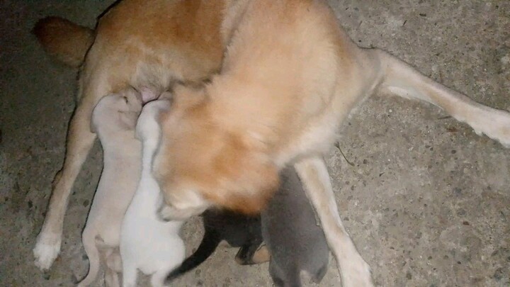 my dog