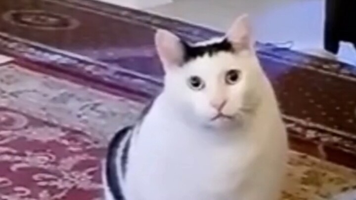Which is the real meow of the bruh cat?