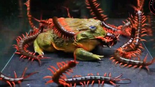 African Bullfrog VS Centipedes | 1 VS 15