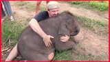 Baby Elephant Love To Cuddle.
