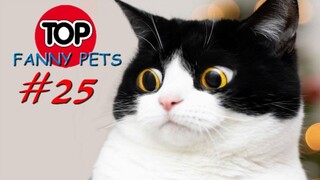 ПРИКОЛЫ 2019, ТОП СМЕШНЫХ ВИДЕО С КОТАМИ/Смешные животные/Смешные кошки/TOP FUNNY PETS #25