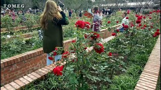 Flowers Festival