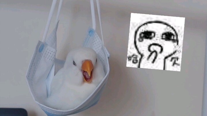 Ayam pendamping belajar~