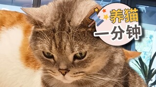 Mau istri, kucing kecil? Tanya saja.