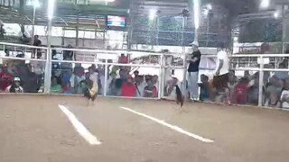 3stag sa pugo  rhea 209gf zkap Llanes