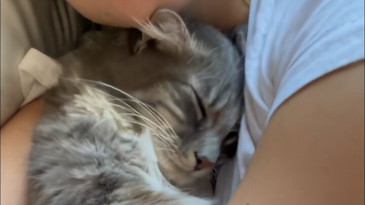 Được mèo cưng nép vào cũng là một niềm vui.