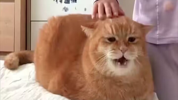 Aku cuma suka pelihara kucing yang kayak gini, yang punya “penyakit kucing”!