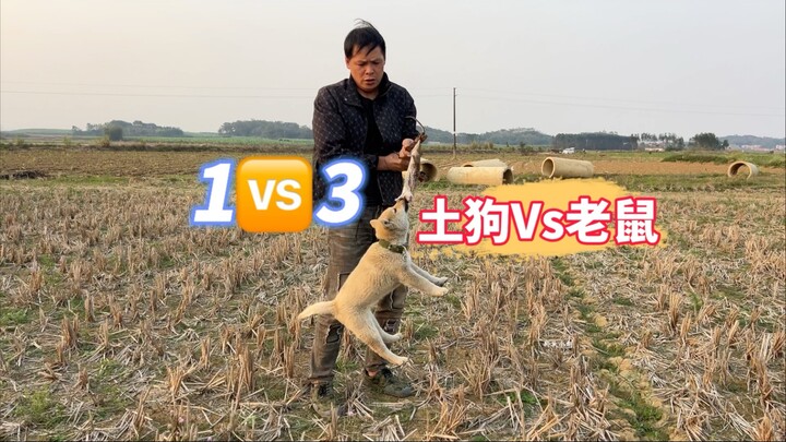 After the puppy caught a mouse, it started guarding its food. I’m gonna make you fly—just to show yo