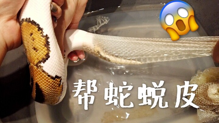Phúc lợi cho người mắc OCD! Hỗ trợ rắn lột da cũ sướng quá đi mất! Bola con bị lột da không thành cô