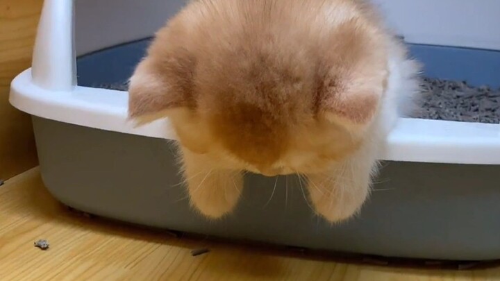“ใครจะไปปฏิเสธน้องแมวตัวนี้ได้ล่ะ!”