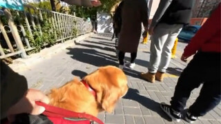 Melakukan tes asam nukleat, bahkan anjing pun tahu harus antre!!!