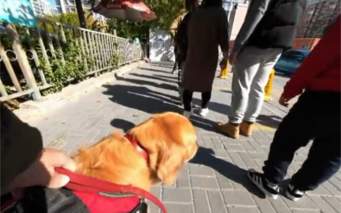 حتى الكلاب تعرف أن تصطف في طوابير لإجراء اختبار الحمض النووي!!!