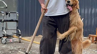 Ke depannya si Golden Retriever kecil akan makan nasi panci besar nih
