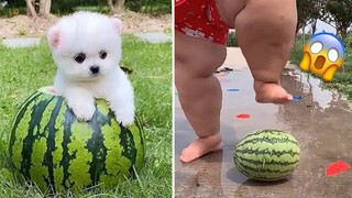 Funny and Cute Dog Pomeranian 😍🐶| Funny Puppy Videos #147