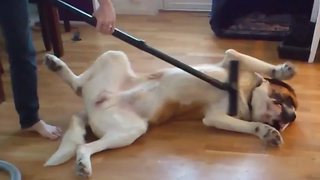 *พยายามอย่าหัวเราะ* Funny Dogs Fail Compilation กองทัพล้มเหลว