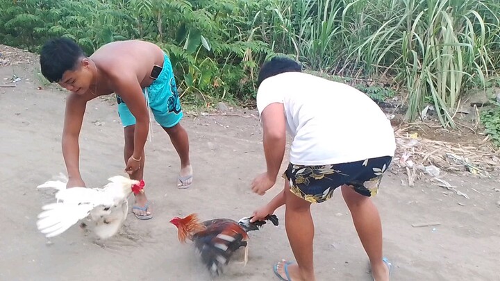 1st spar Ng pula 6months vs sa white na 3years na