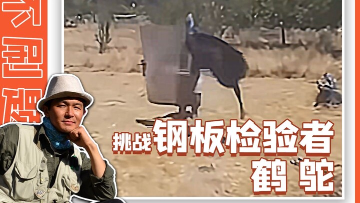 Pernah dengar burung yang disebut-sebut paling menakutkan?