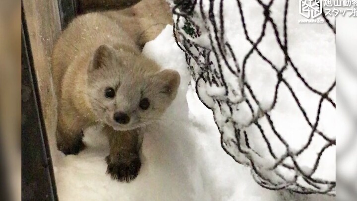 旭山动物园 小水貂 - 不要惹我，我超凶的