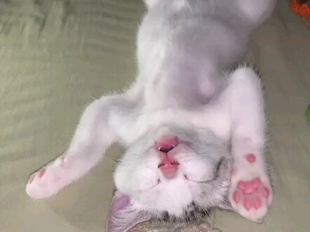 Mèo con: Hai con mèo trộm giấc mơ tồi tệ này