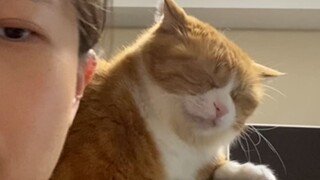 You may have heard of licking a dog, but have you ever seen a cat licking?